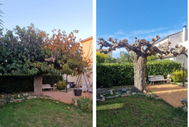 Élagage arbre Lunel-Viel - Taille mûrier platane par paysagiste Lunel-Viel Stef Espaces Verts