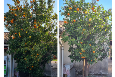 Taille arbres fruitiers Lunel-Viel - Oranger citronnier par paysagiste Lunel-Viel Stef Espaces Verts